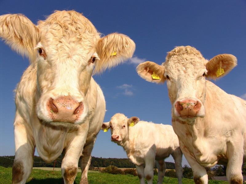 nieuwsgierige koeien op de boerderij